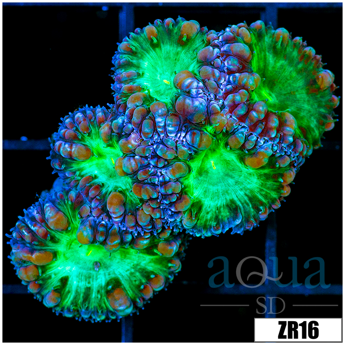 Purple Rim Blasto Wellsi Mini Colony