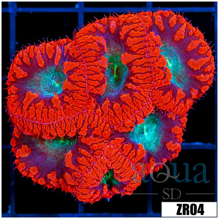 Red Rim Blasto Wellsi Mini Colony