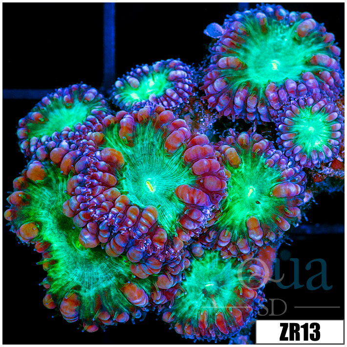 Purple Rim Blasto Wellsi Mini Colony