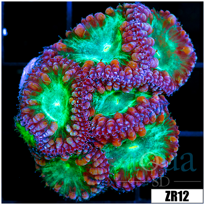 Purple Rim Blasto Wellsi Mini Colony