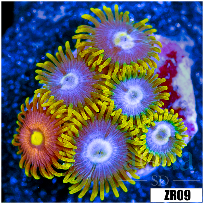 ASD Combo Zoanthids