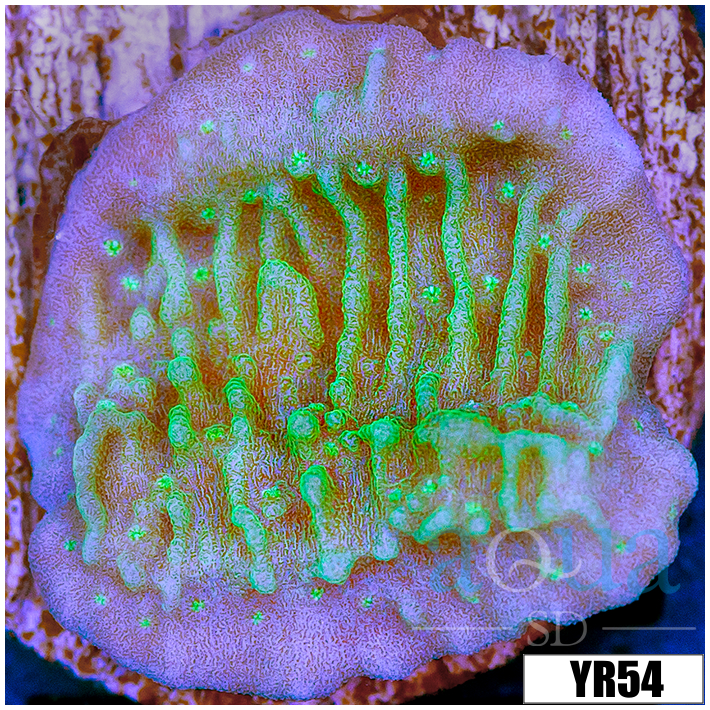 Nuclear Montipora