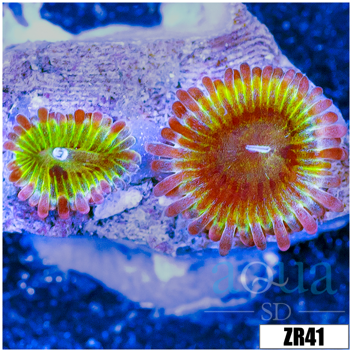 Chiquita Zoanthids