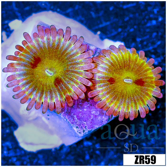 Chiquita Zoanthids