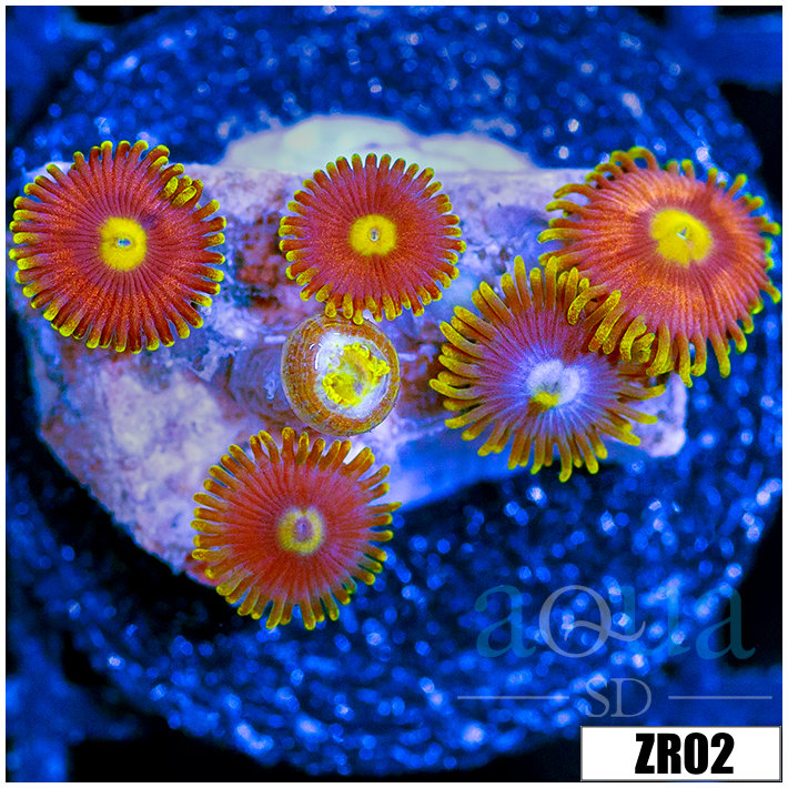 ASD Combo Zoanthids