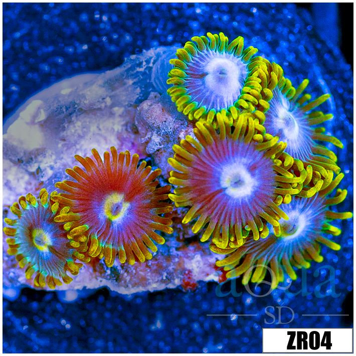 Blow Pop Zoanthids