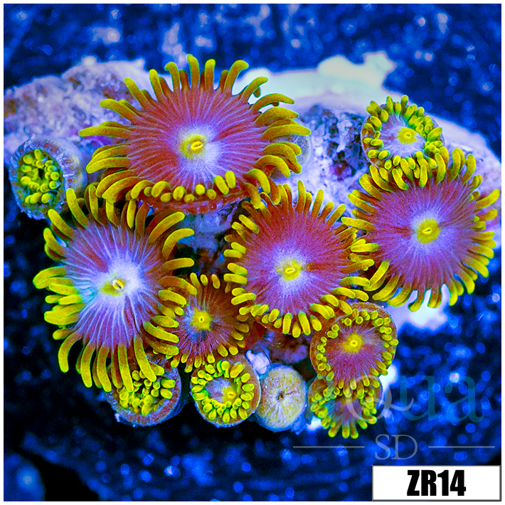Blow Pop Zoanthids