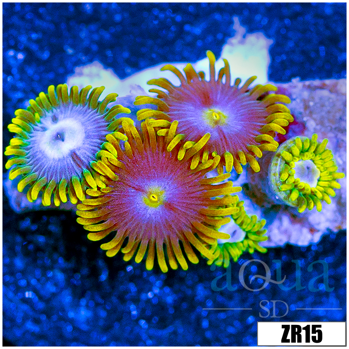 Blow Pop Zoanthids