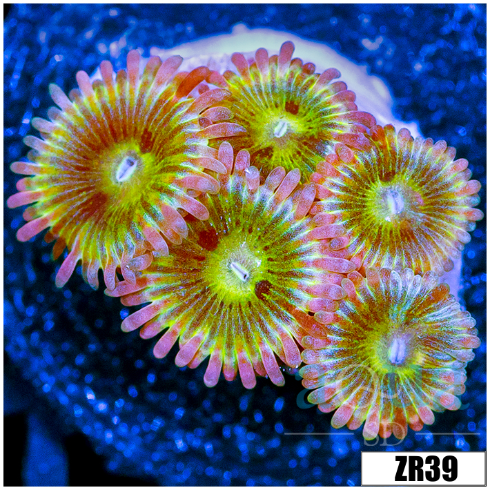 Chiquita Zoanthids