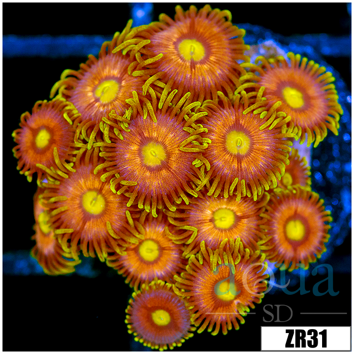 Flaming Pumpkin Zoanthids