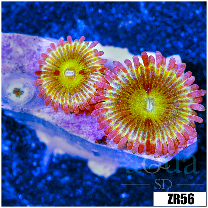 Chiquita Zoanthids