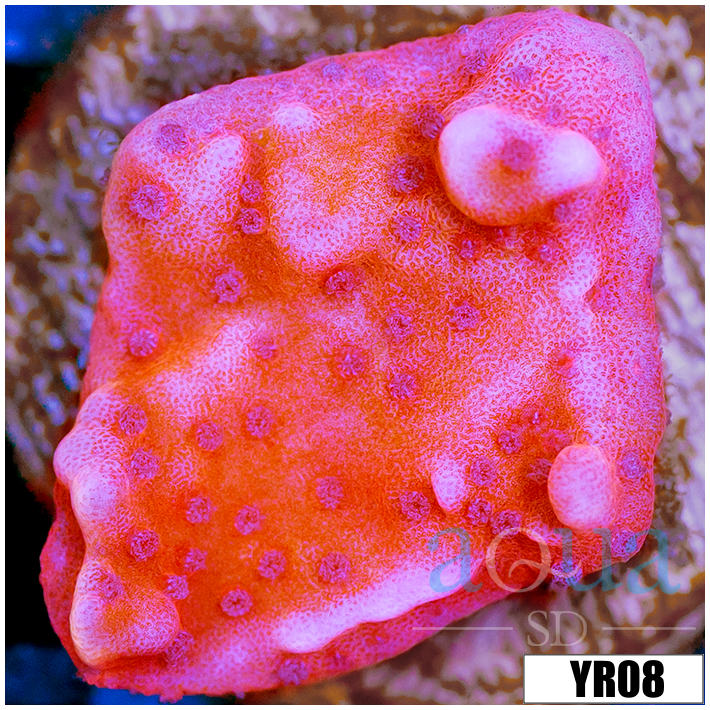 Orange Phoenix Montipora