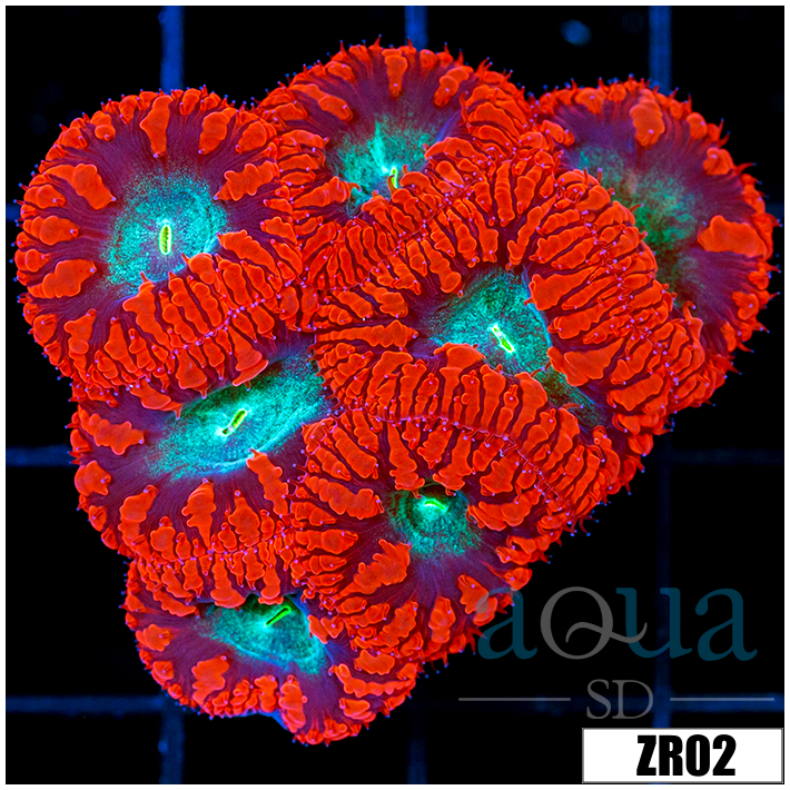 Red Rim Blasto Wellsi Mini Colony