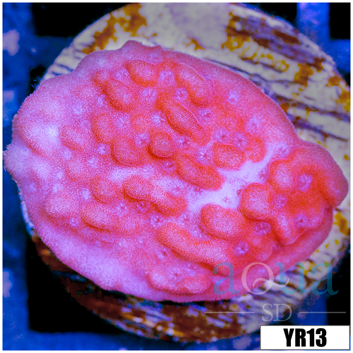 Orange Phoenix Montipora