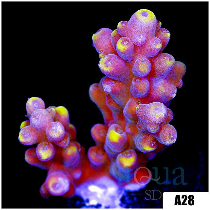 Golden Tipped Tort Acropora