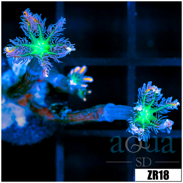 Firework Clove Polyps