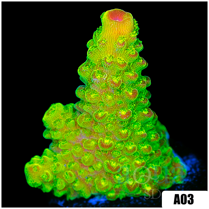 Heavenly Glow Acropora