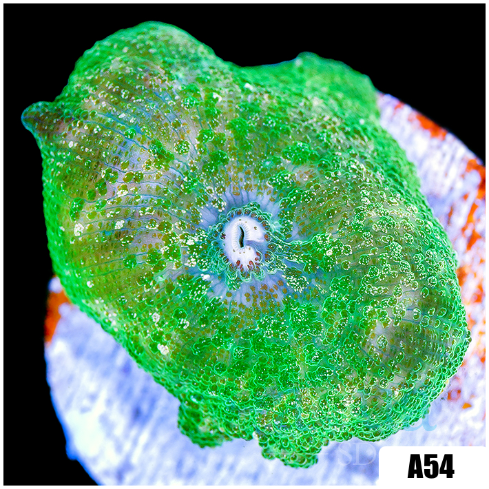 Nuclear Discosoma Mushroom