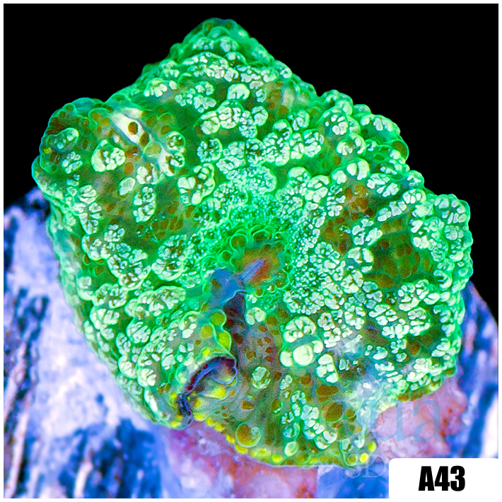 Cammo Discosoma Mushroom