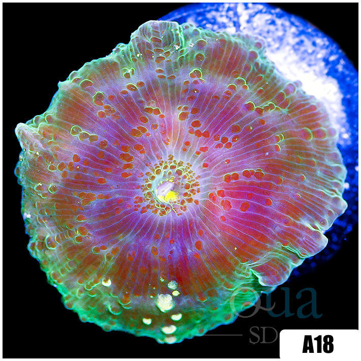 Jade Discosoma Mushroom