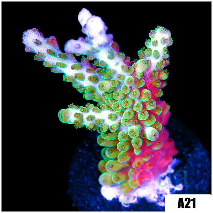 Enchanted Blue Tips Tort Acropora