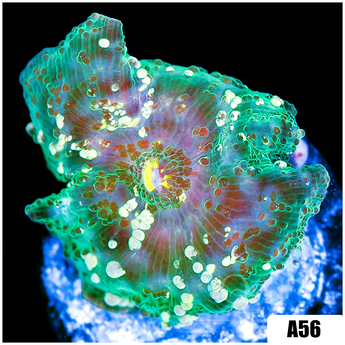 Cammo Discosoma Mushroom