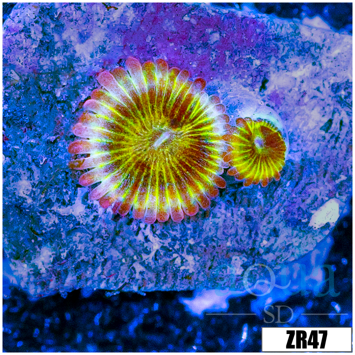Chiquita Zoanthids