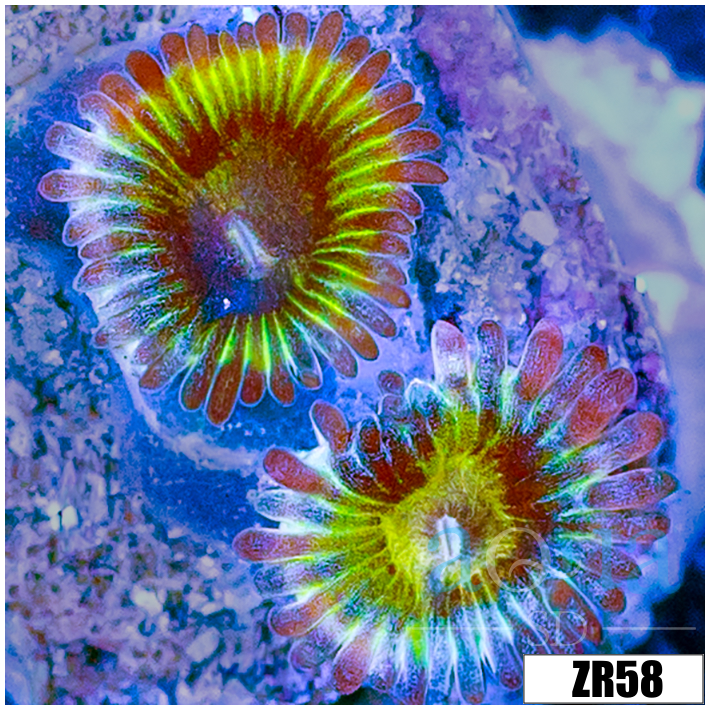 Chiquita Zoanthids