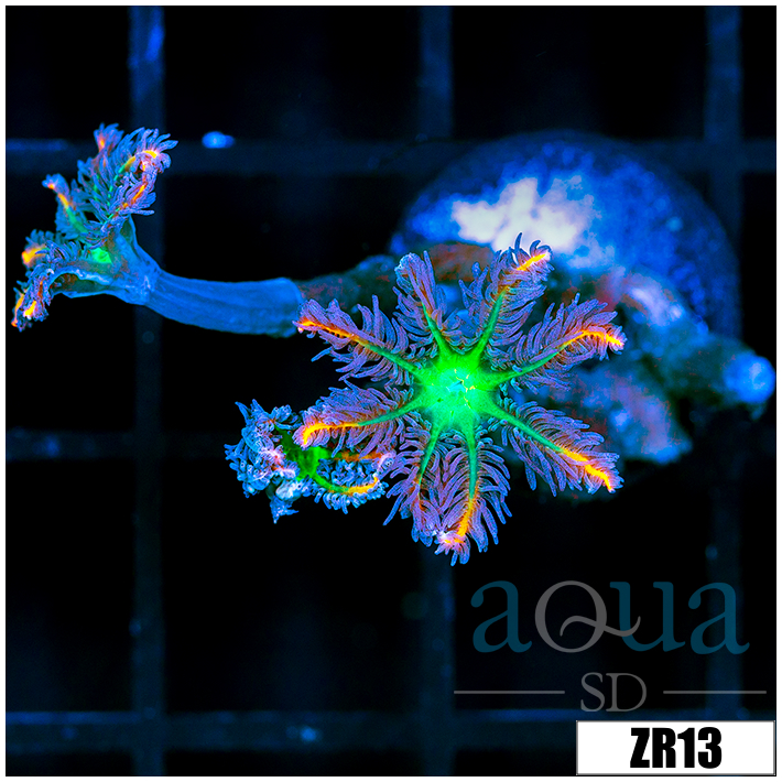 Firework Clove Polyps
