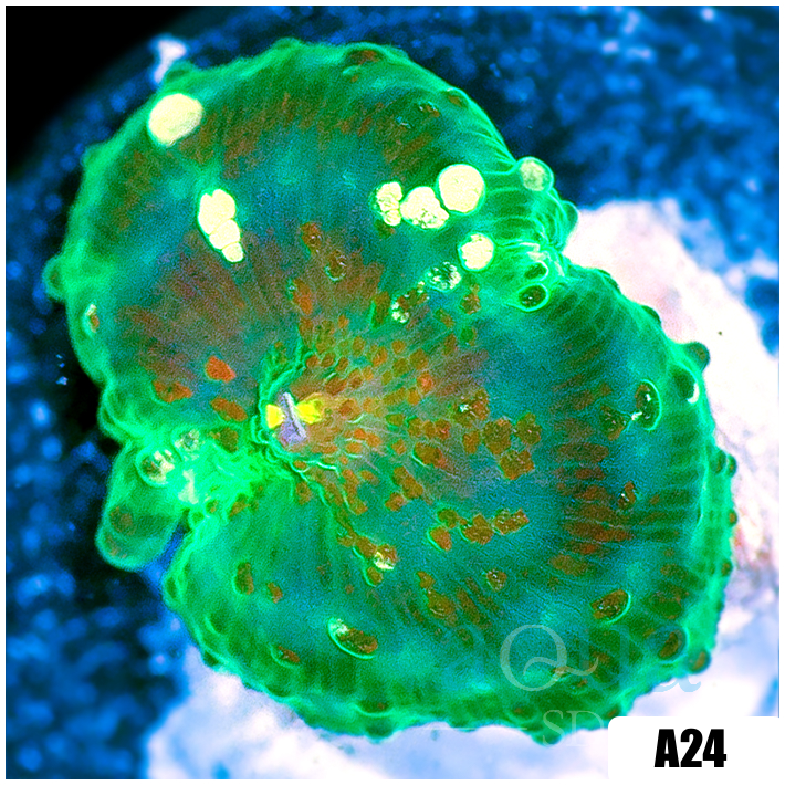 Jade Discosoma Mushroom