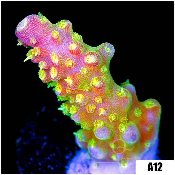 Paletta Pink Tips Acropora