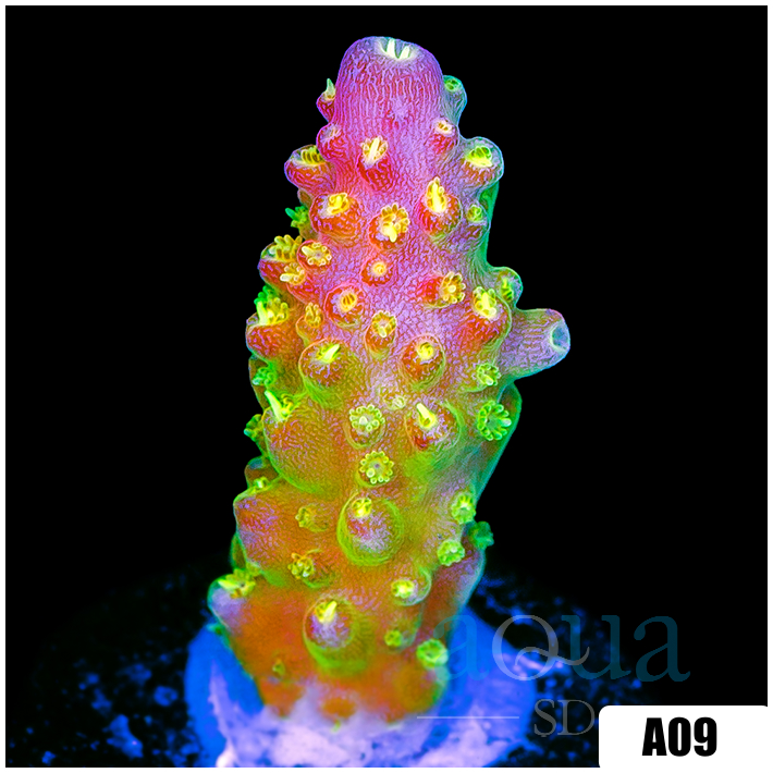 Paletta Pink Tips Acropora