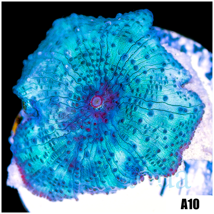 Blue Mans Discosoma
