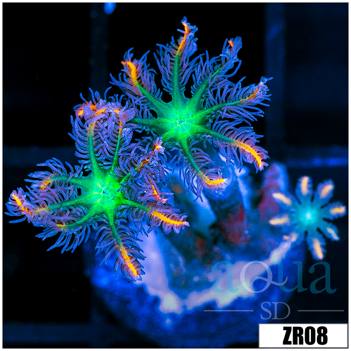 Firework Clove Polyps