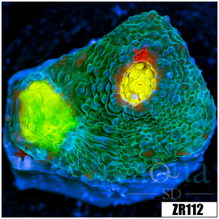 ASD Rainbow Chalice