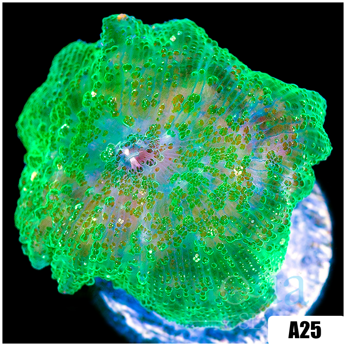 Jade Discosoma Mushroom