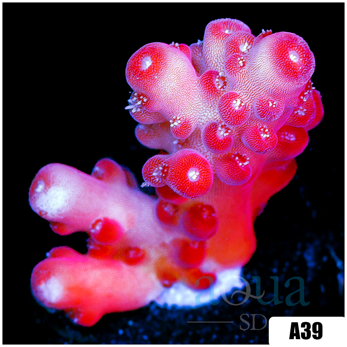 ASD Cherry Blossom Acropora