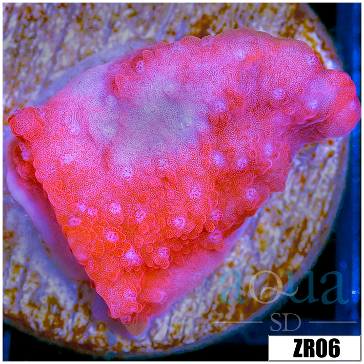 Orange Encrusting Monti
