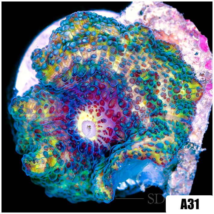 Teal Spotted Discosoma Mushroom