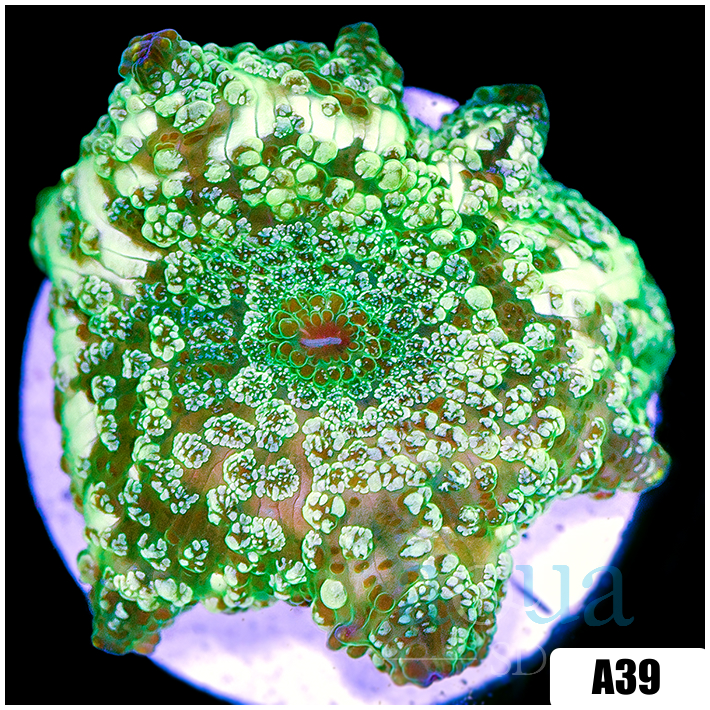Cammo Discosoma Mushroom
