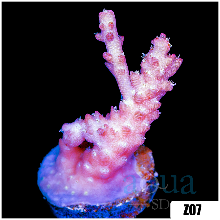 Strawberry Tort Acropora