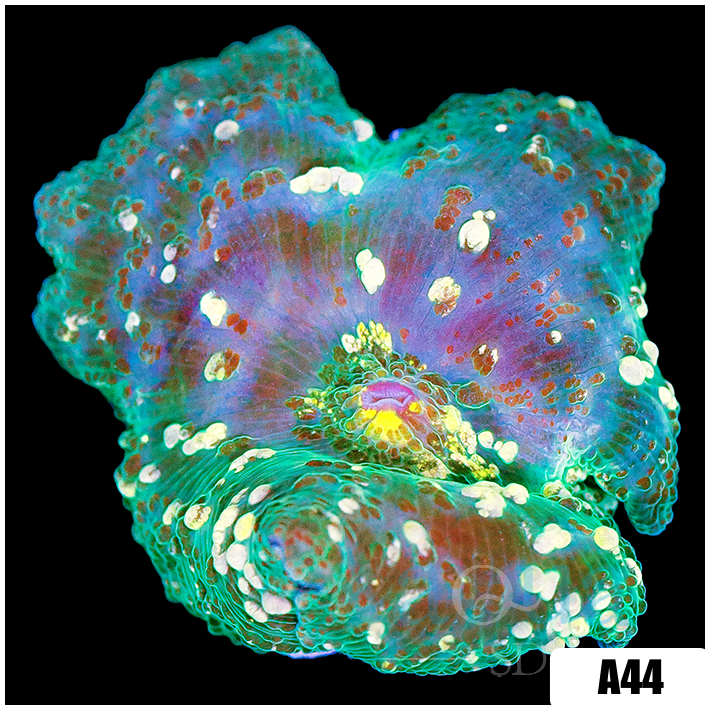 Jade Discosoma Mushroom