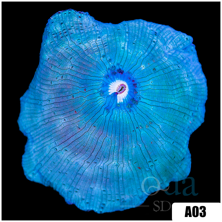 Blue Mans Discosoma