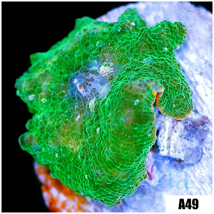 Nuclear Discosoma Mushroom