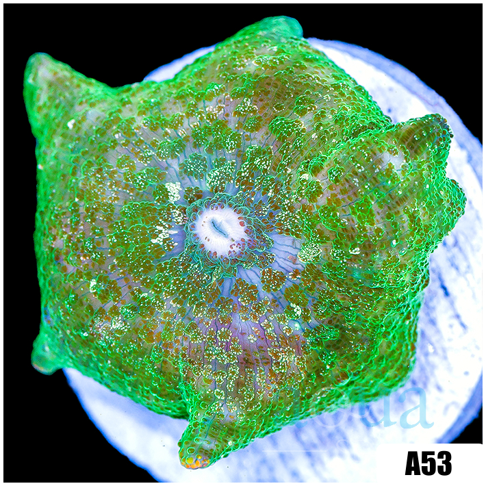 Nuclear Discosoma Mushroom