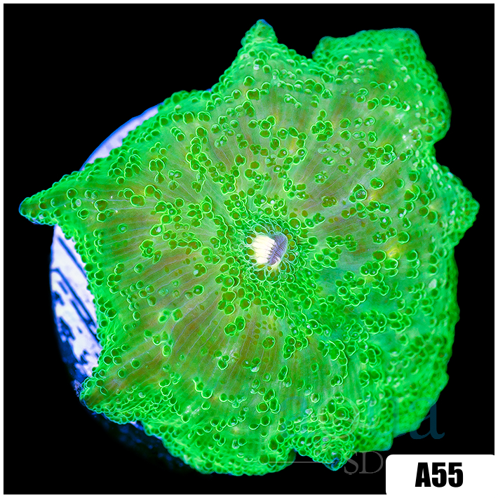 Nuclear Discosoma Mushroom