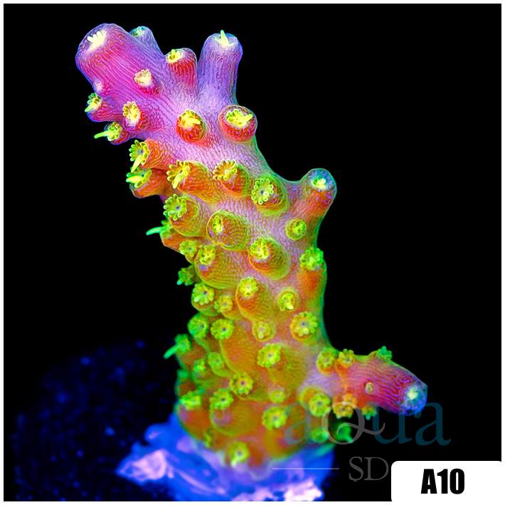 Paletta Pink Tips Acropora