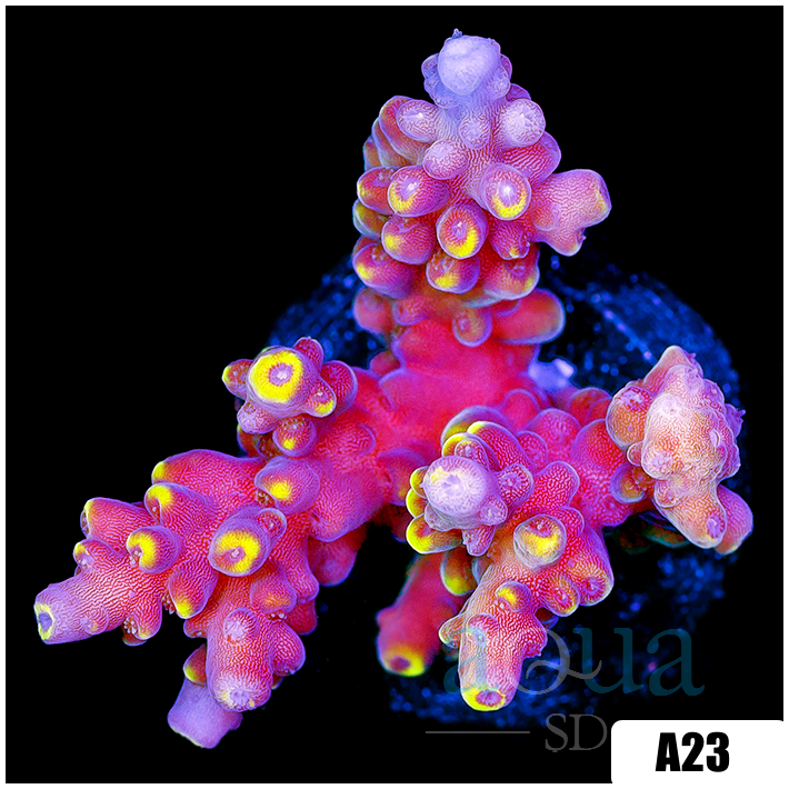 Golden Tipped Tort Acropora