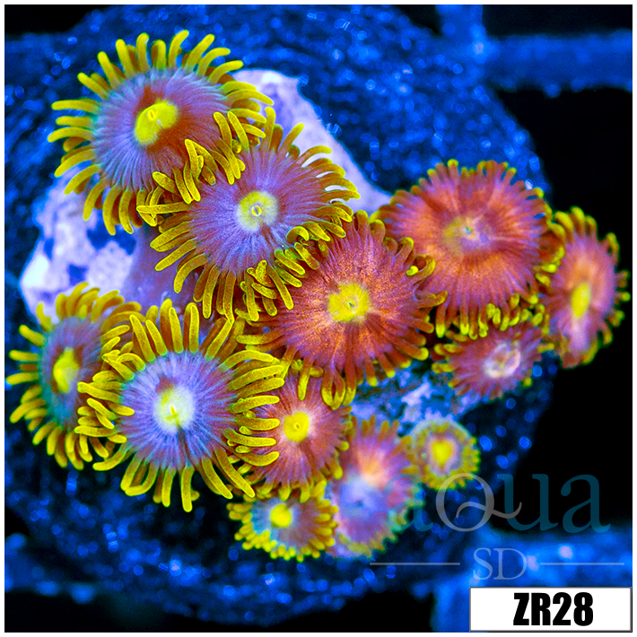 Combo Zoanthids