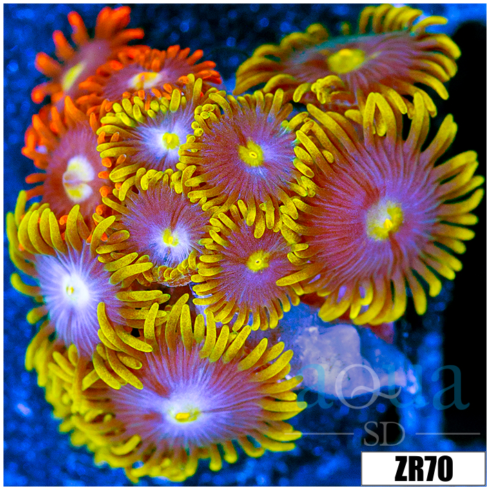 Combo Zoanthids